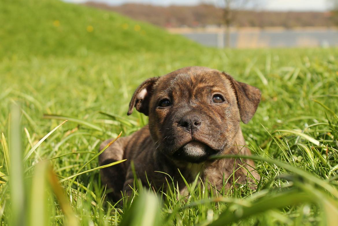 Staffordshire bull terrier Kissing Angels The Living Daylight - aka Kayzer - 22-04-2017 7 uger gammel billede 2