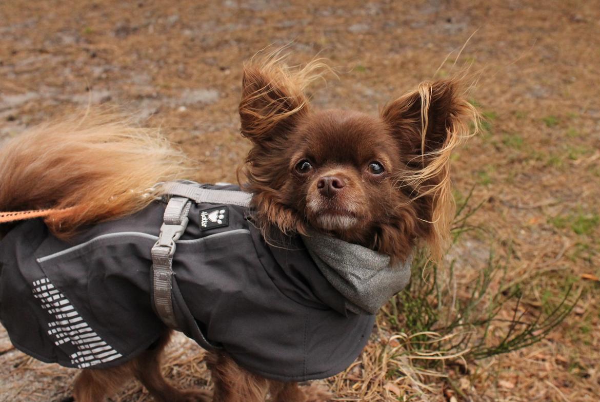 Chihuahua Boss - april 2017  billede 23