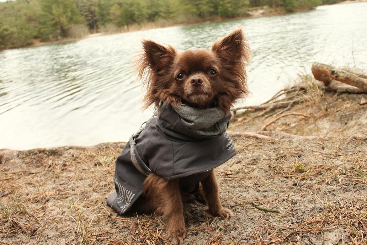 Chihuahua Boss - april 2017  billede 26