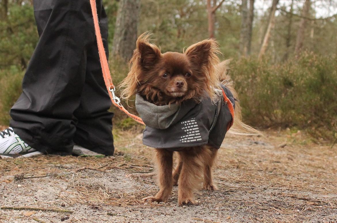 Chihuahua Boss - april 2017  billede 25