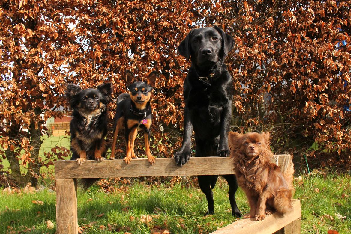 Chihuahua Boss - april 2017  billede 27