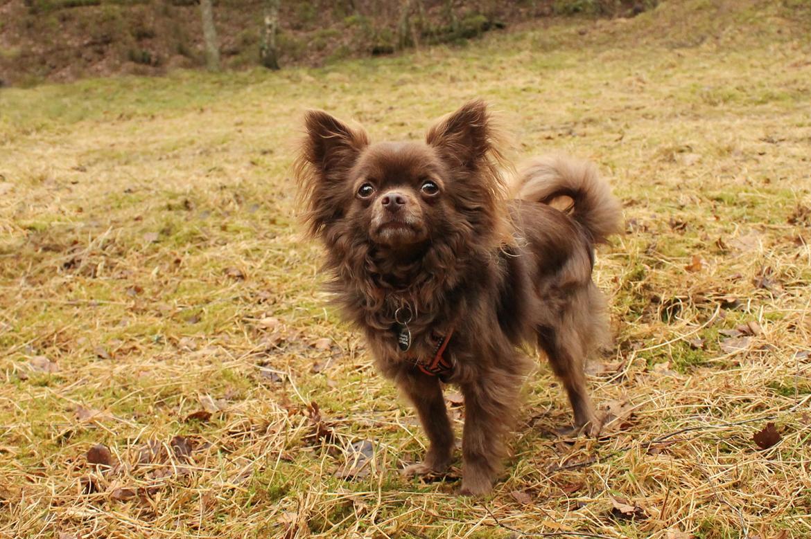 Chihuahua Boss - februar/marts 2017 billede 28