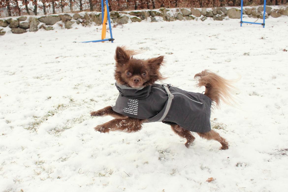 Chihuahua Boss - Januar 2017 billede 29