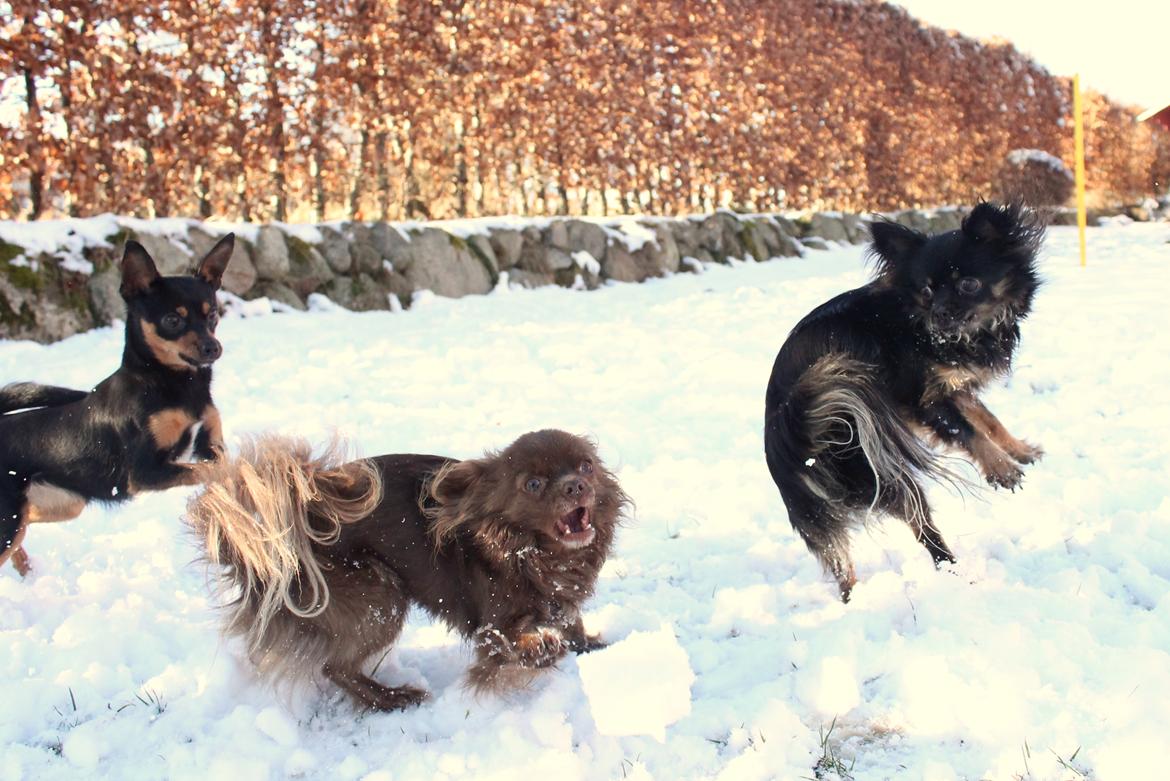 Chihuahua Boss - Januar 2017 billede 30