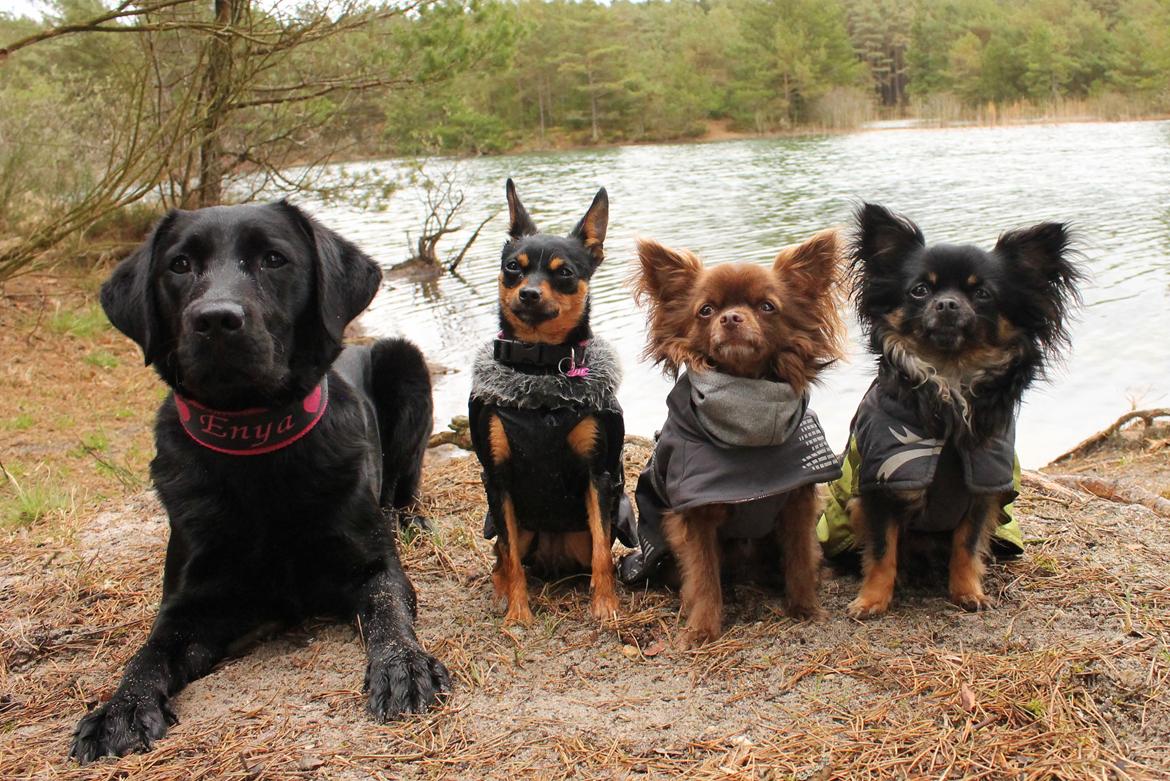 Chihuahua Boss - april 2017  billede 24