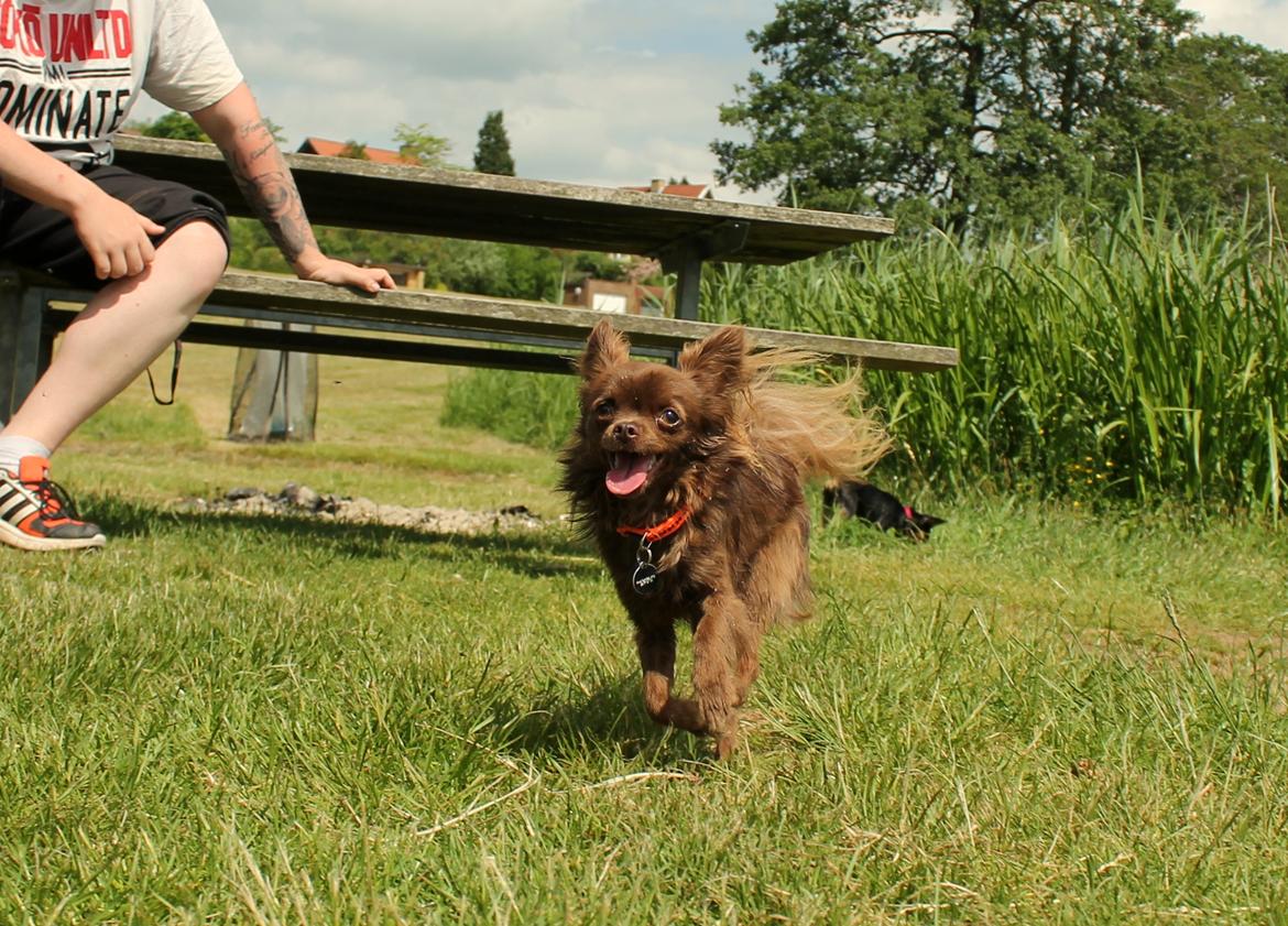 Chihuahua Boss - 09-06-2016 billede 33