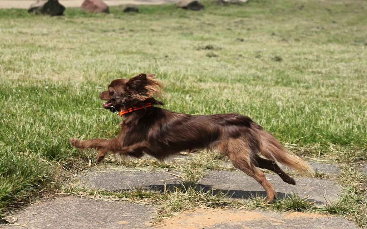 Chihuahua Boss - 09-06-2016 billede 34