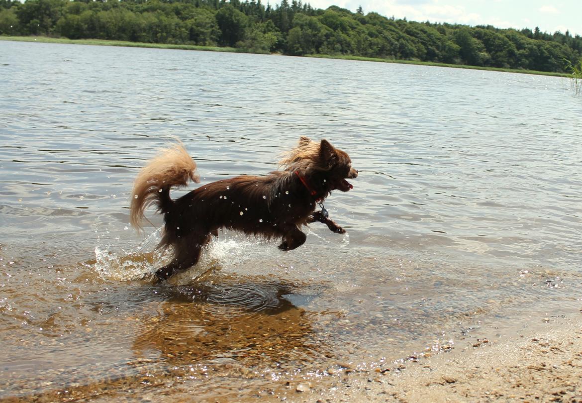 Chihuahua Boss - 09-06-2016 billede 32