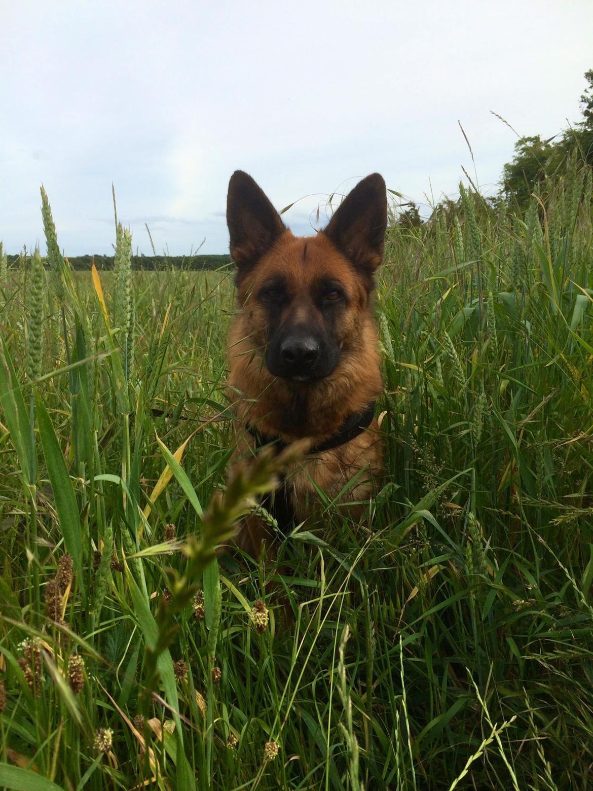 Schæferhund bella billede 17