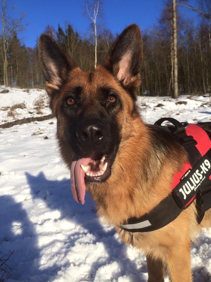 Schæferhund bella billede 18