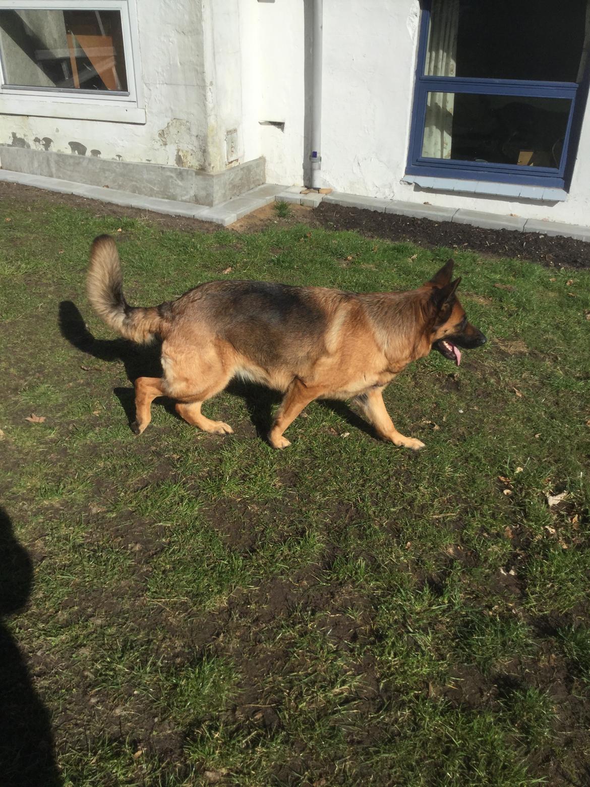 Schæferhund bella billede 20