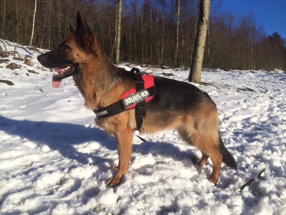 Schæferhund bella billede 19