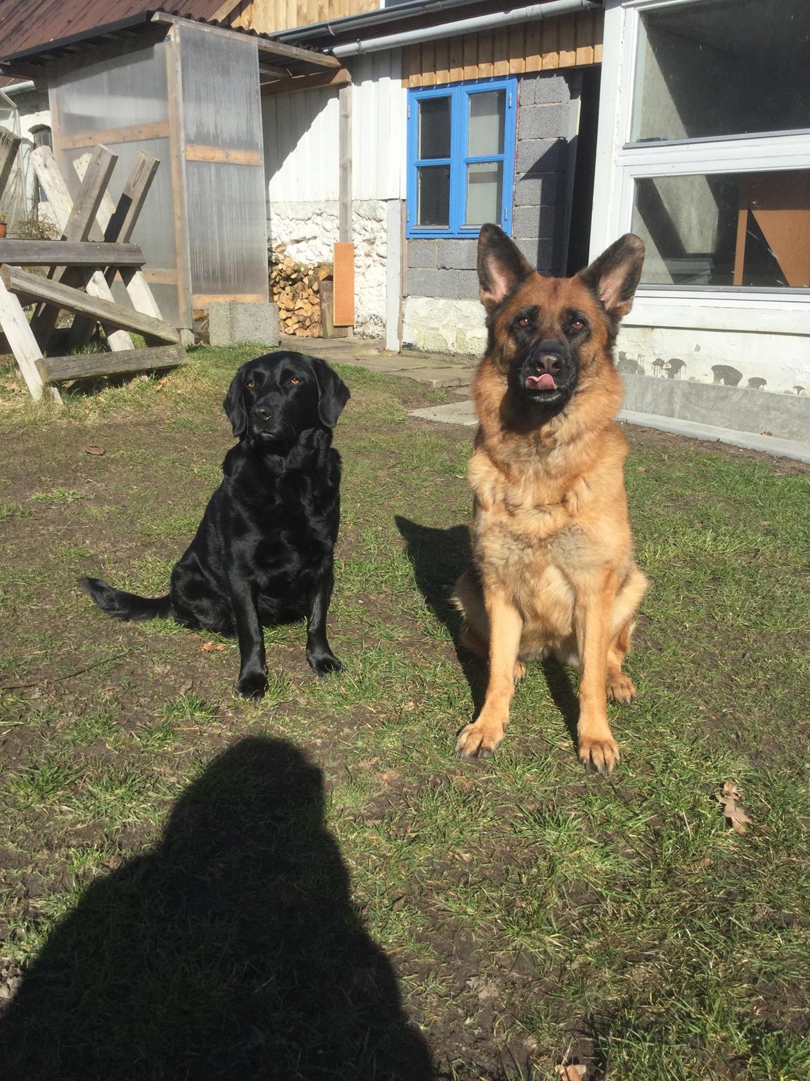 Schæferhund bella billede 21