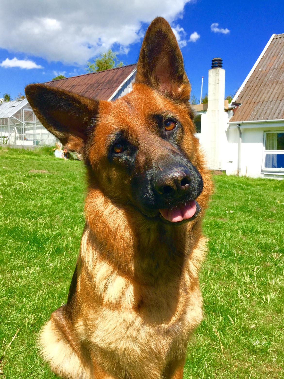 Schæferhund bella billede 22