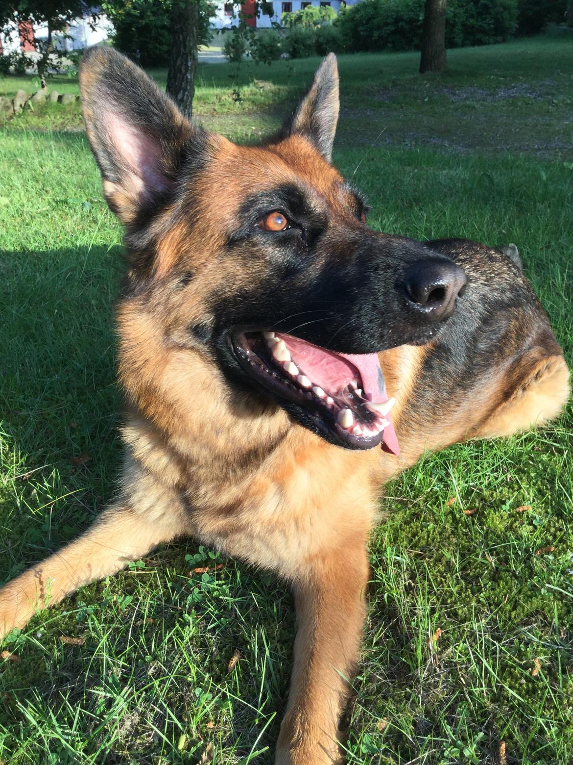 Schæferhund bella billede 24