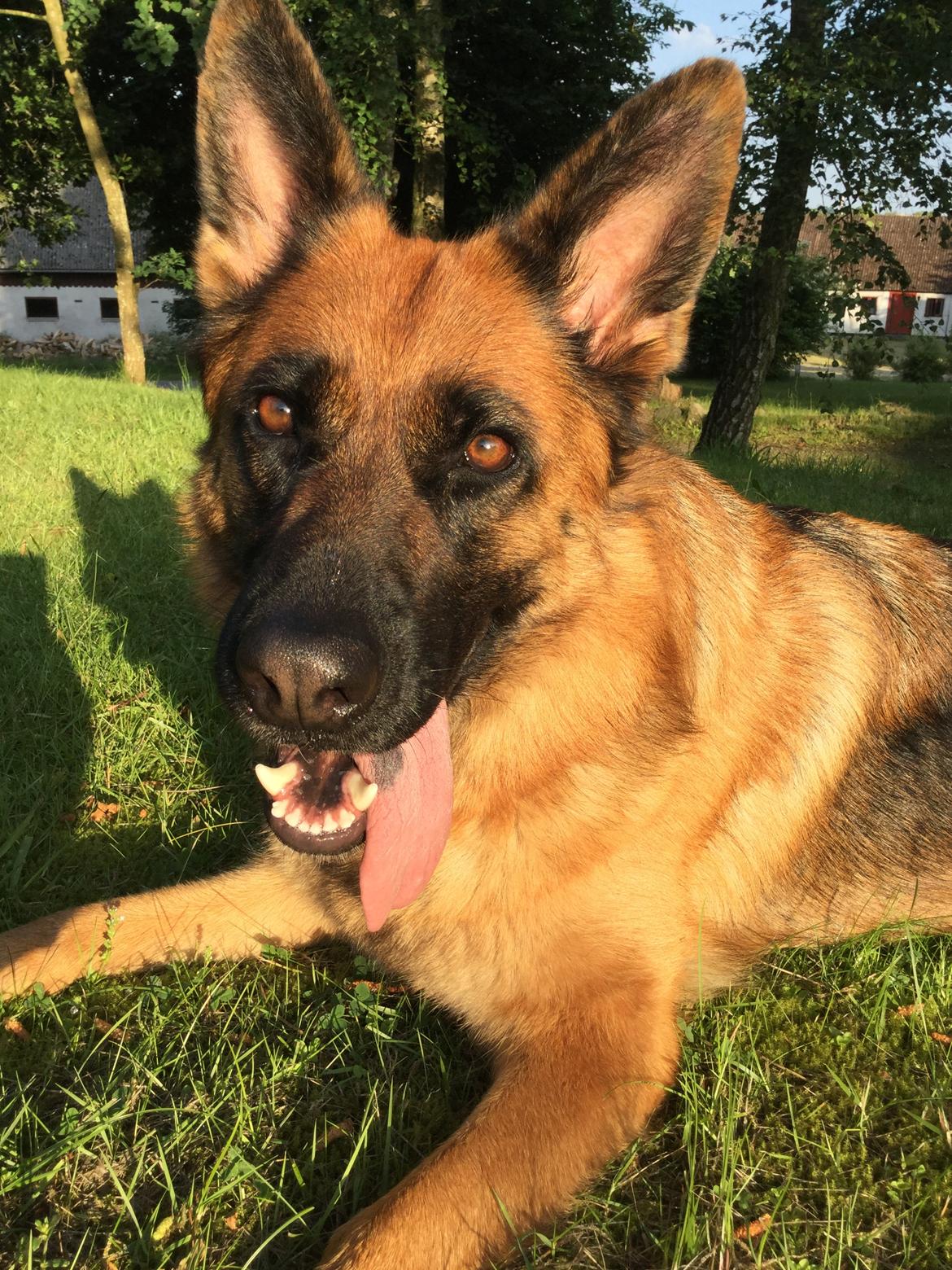 Schæferhund bella billede 25