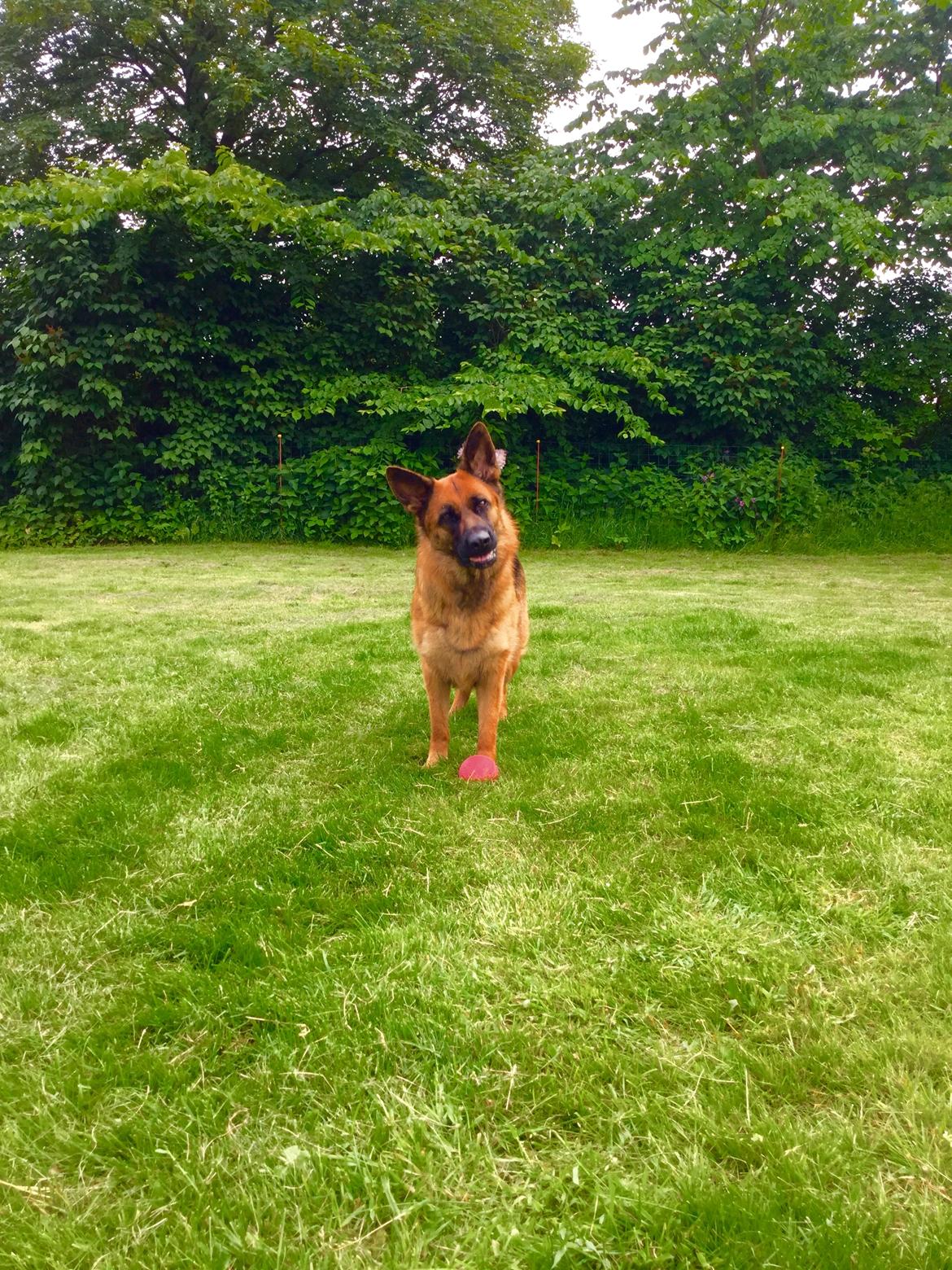 Schæferhund bella billede 23