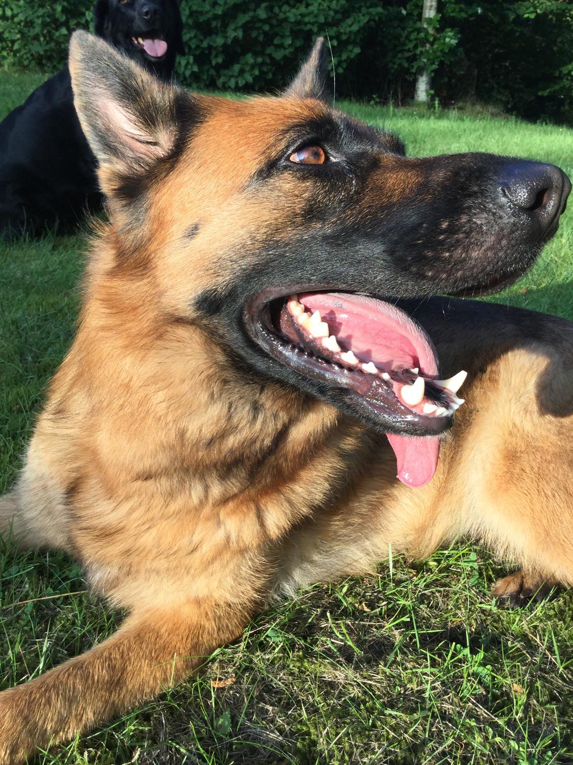 Schæferhund bella billede 27