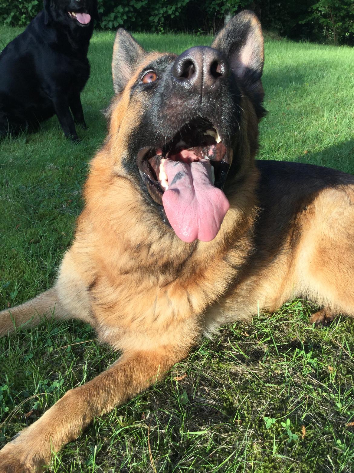 Schæferhund bella billede 26