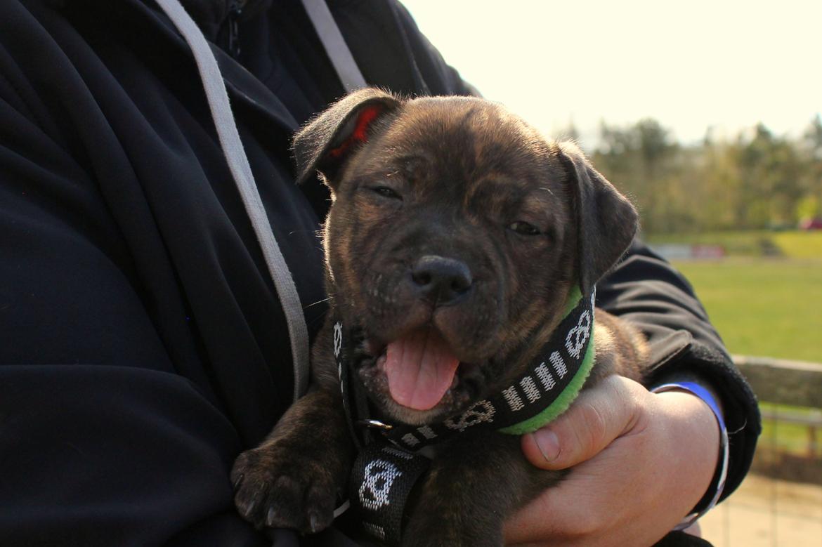 Staffordshire bull terrier Kissing Angels The Living Daylight - aka Kayzer - 23-04-2017 på greyhound stadion for første gang billede 10