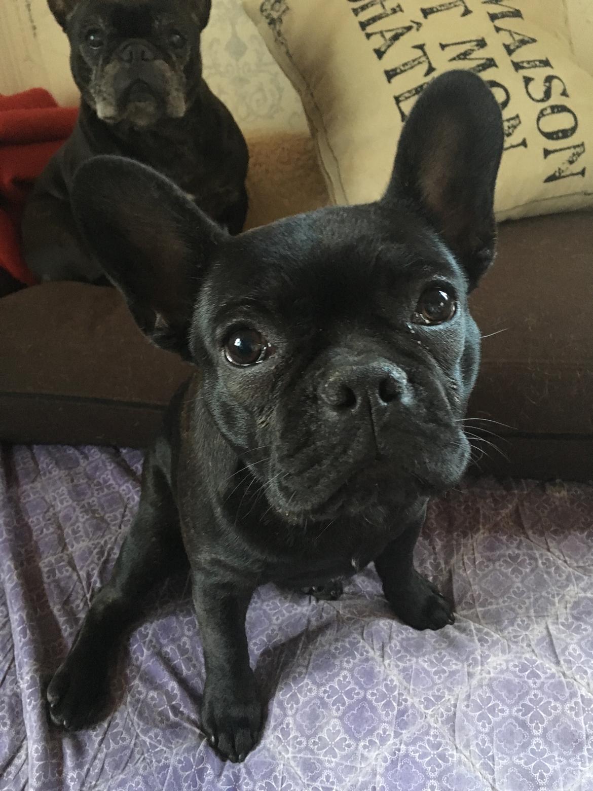 Fransk bulldog *Ingolf* billede 28