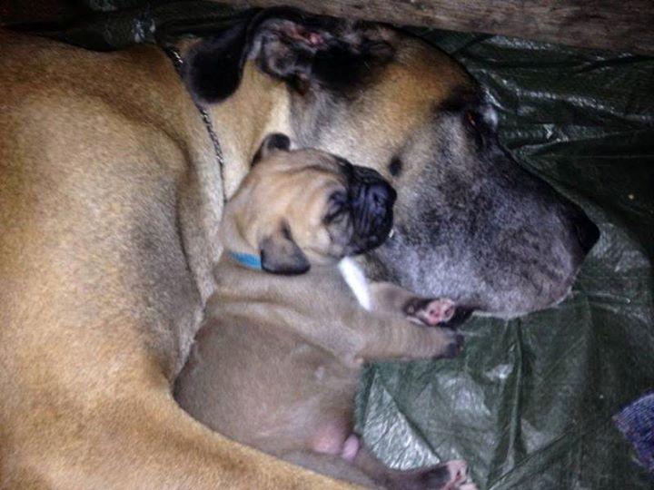 Grand danois Saga billede 1