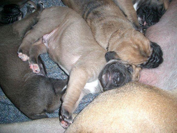 Grand danois Saga billede 3