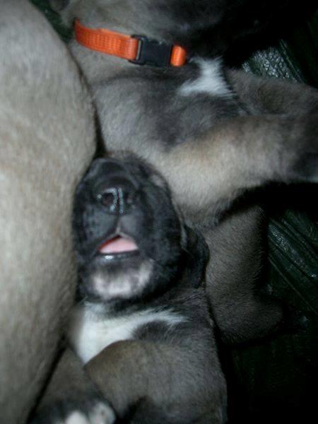 Grand danois Saga billede 4