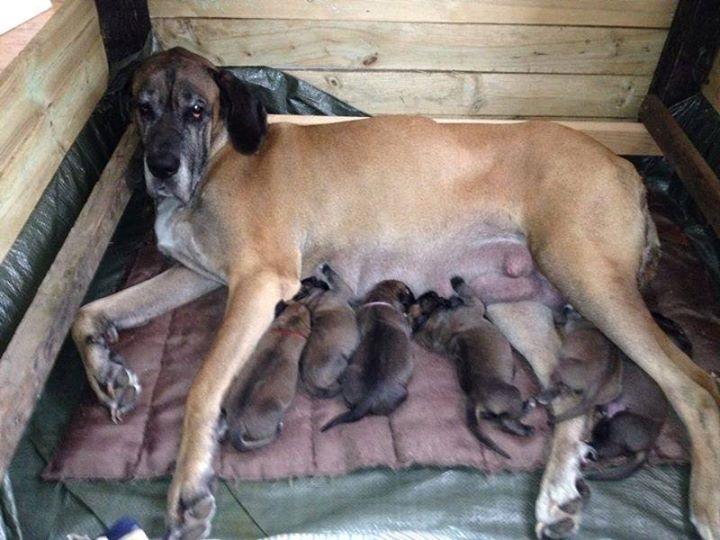 Grand danois Saga billede 2