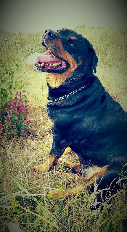 Rottweiler Bella billede 1