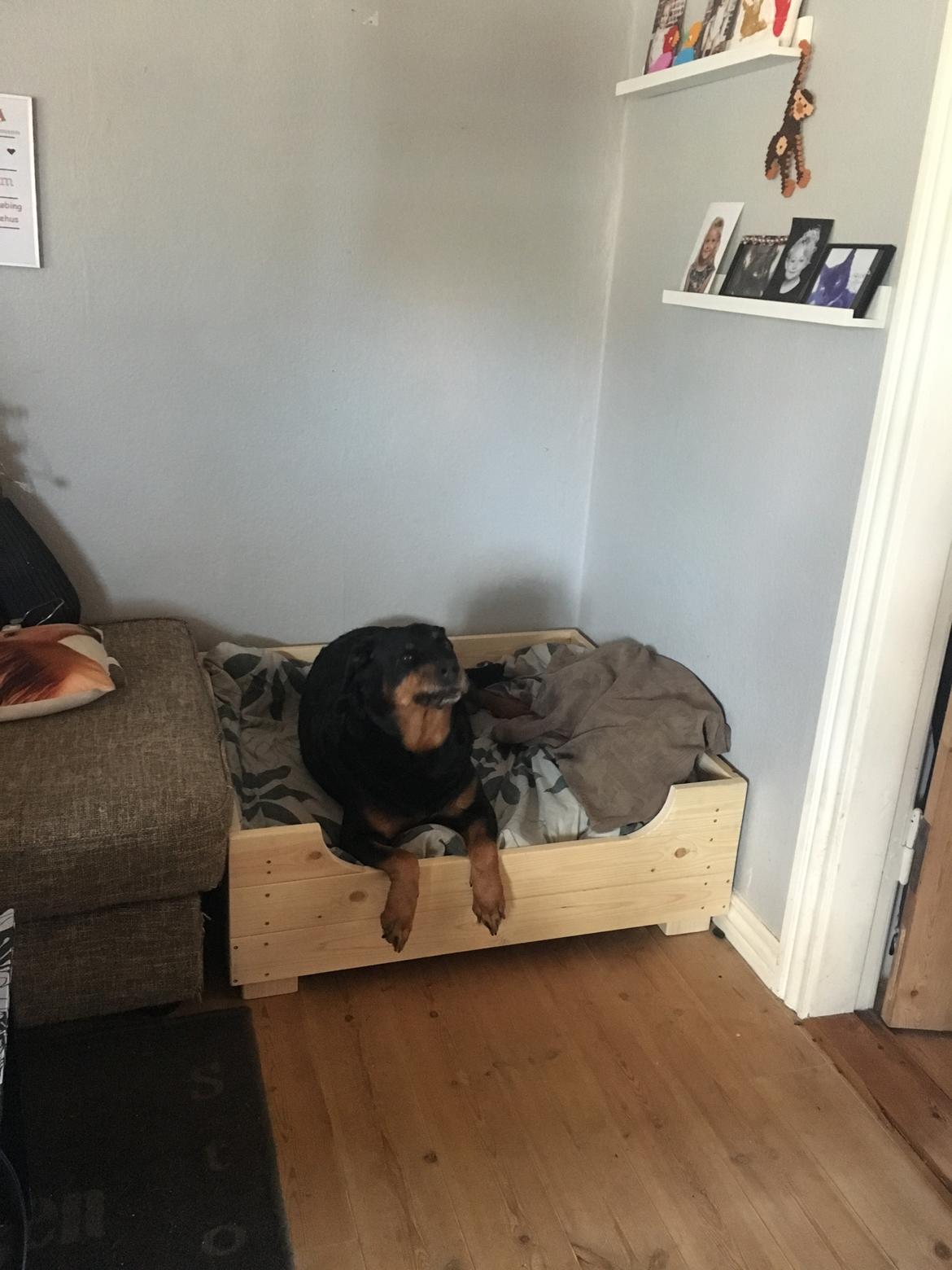 Rottweiler Bella billede 3