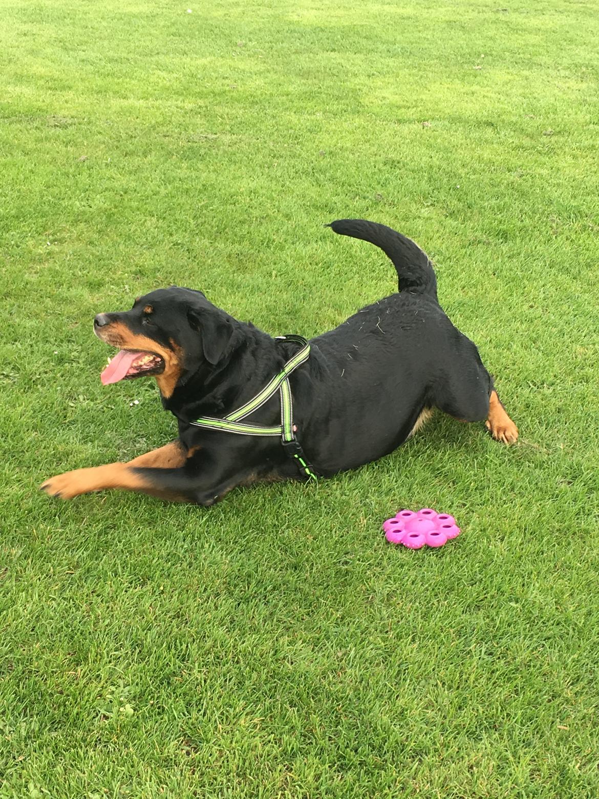 Rottweiler Bella billede 6