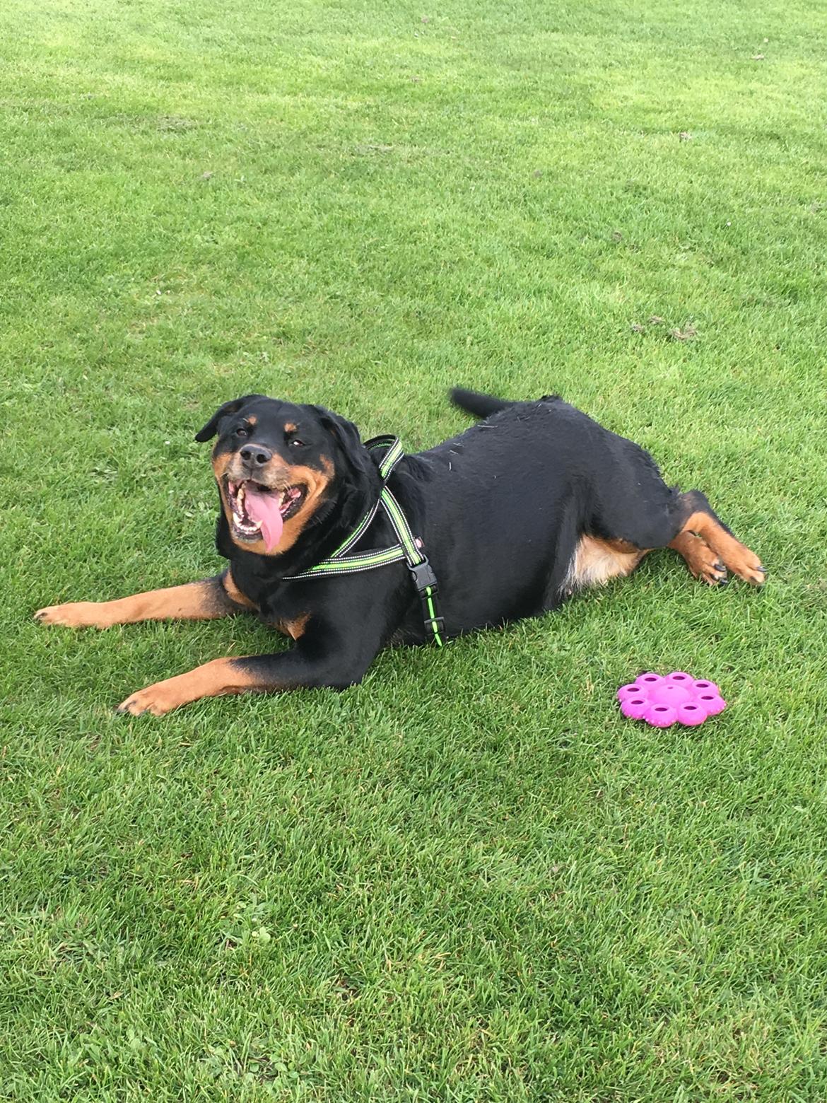 Rottweiler Bella billede 7