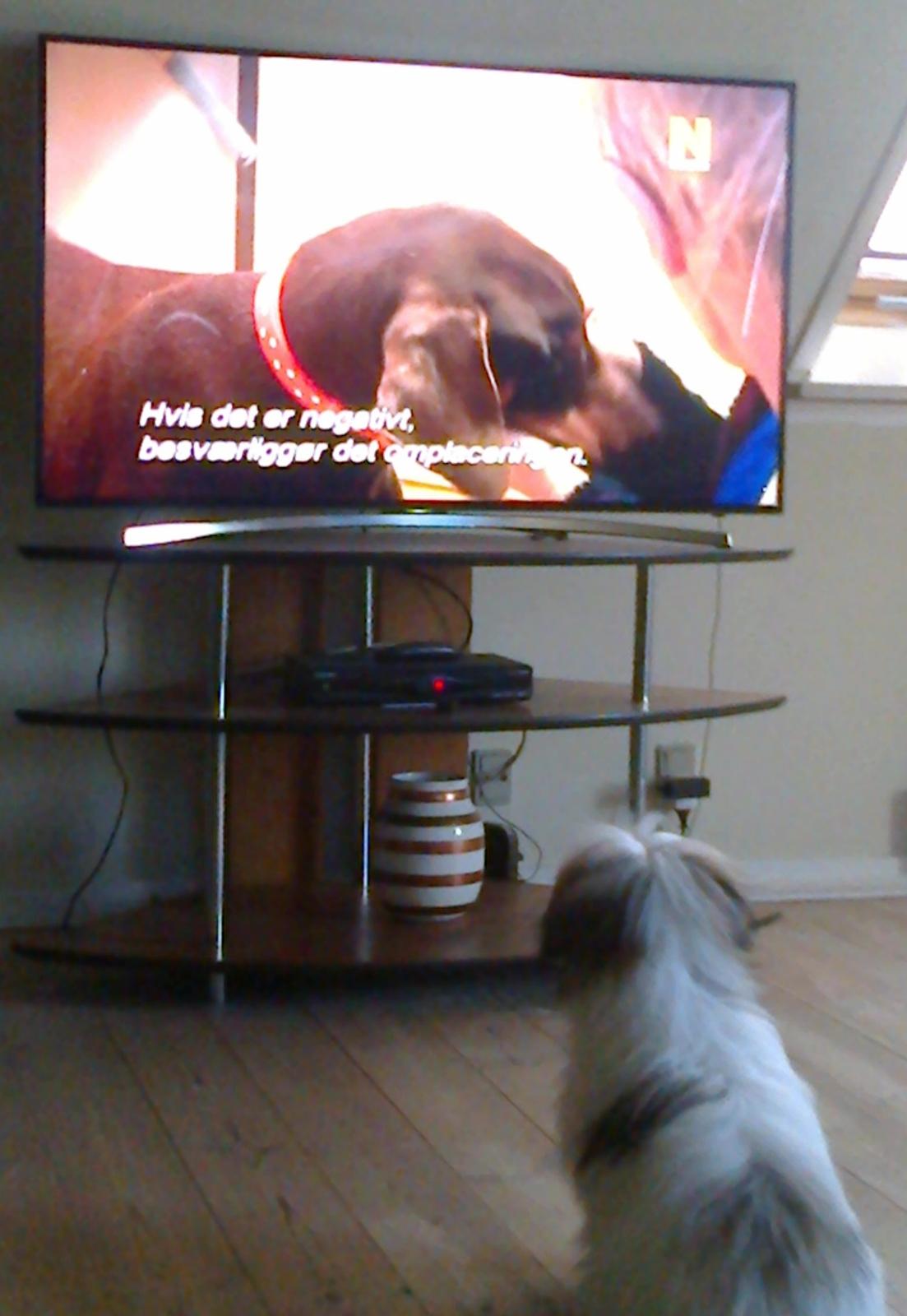 Coton de tulear King - En af Kings ynglingsbeskæftigelser billede 21