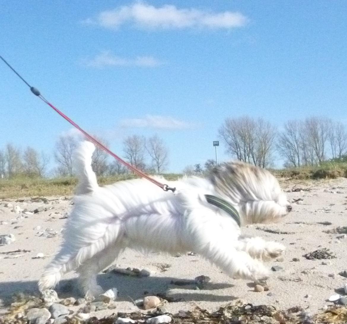 Coton de tulear King billede 22
