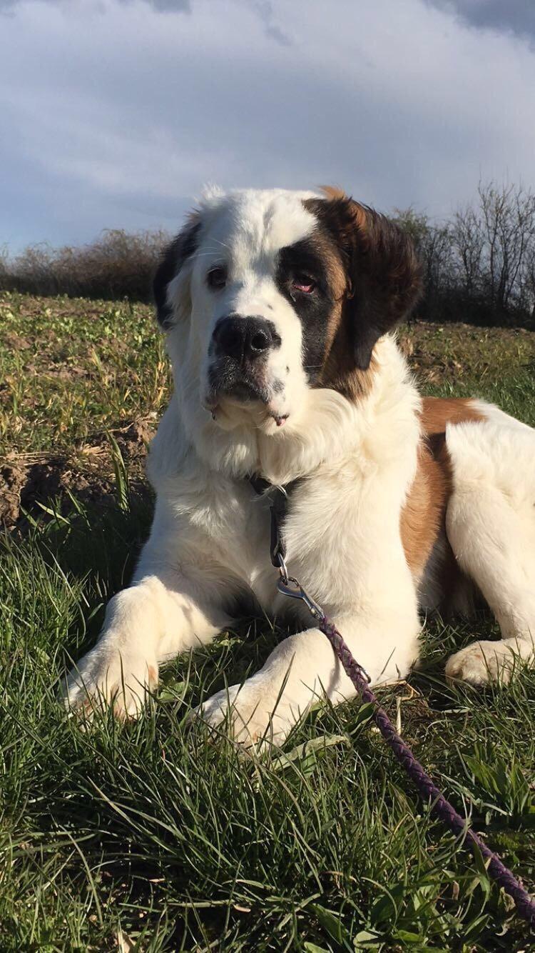 Blanding af racer Emmalul (Emma) billede 13