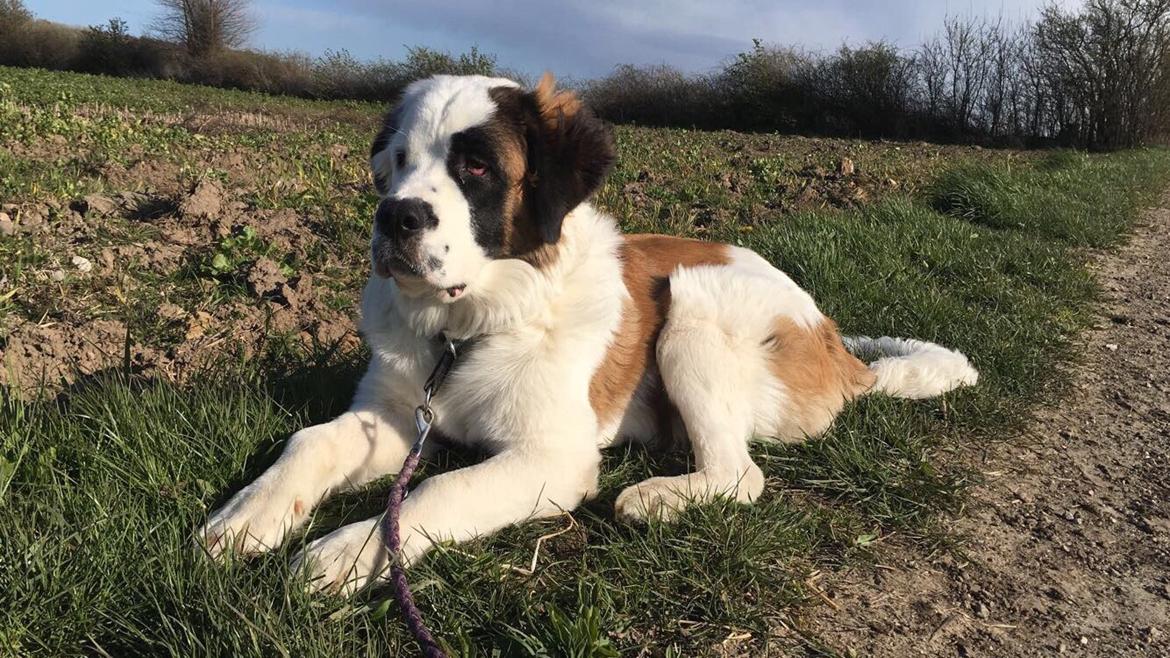 Blanding af racer Emmalul (Emma) billede 14