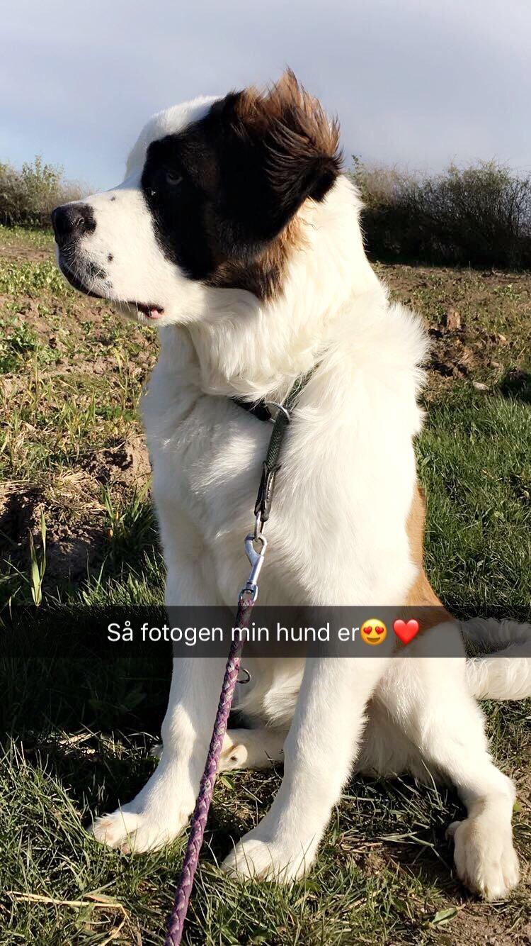 Blanding af racer Emmalul (Emma) billede 17