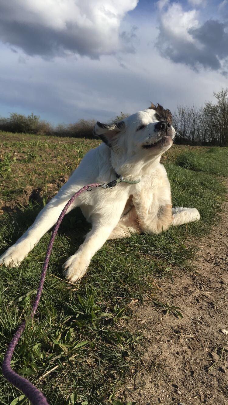 Blanding af racer Emmalul (Emma) billede 18