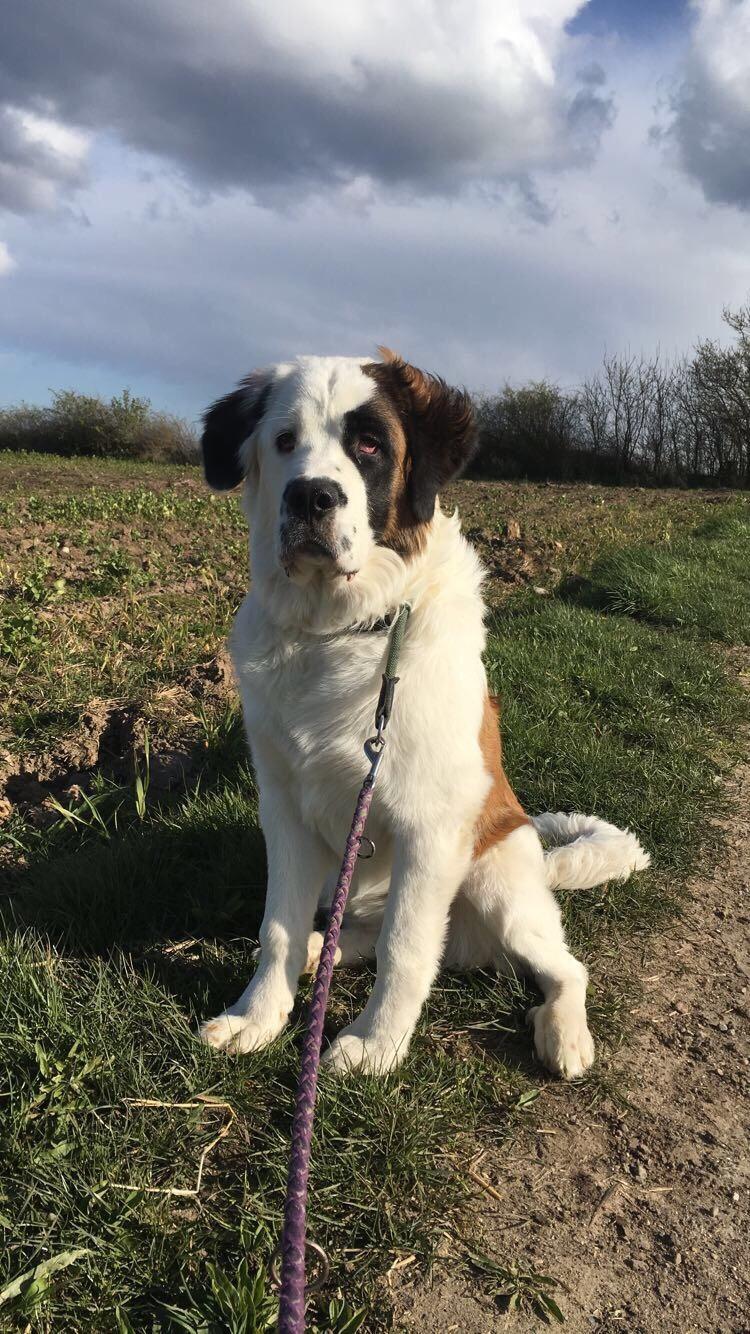 Blanding af racer Emmalul (Emma) billede 19