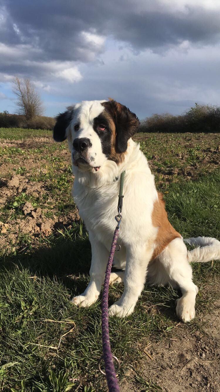 Blanding af racer Emmalul (Emma) billede 20