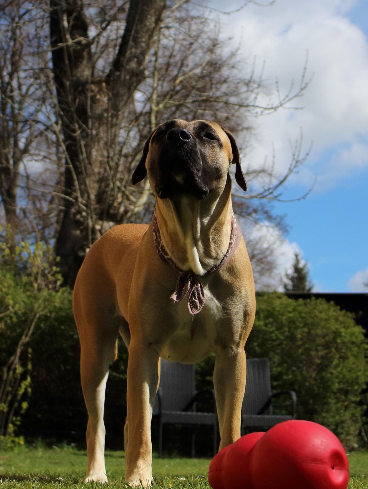 Perro de Presa Canario Crystal Fuerza Bull (Mina) - 13 måneder gammel billede 20