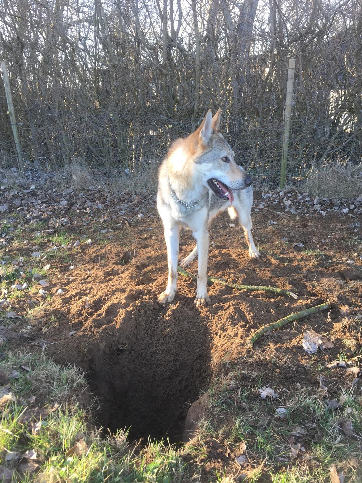 Tjekkoslovakisk ulvehund Ares billede 20