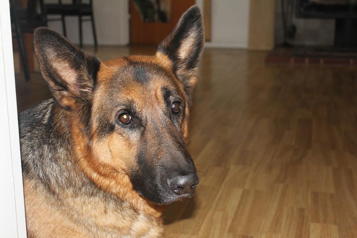 Schæferhund Argo billede 4