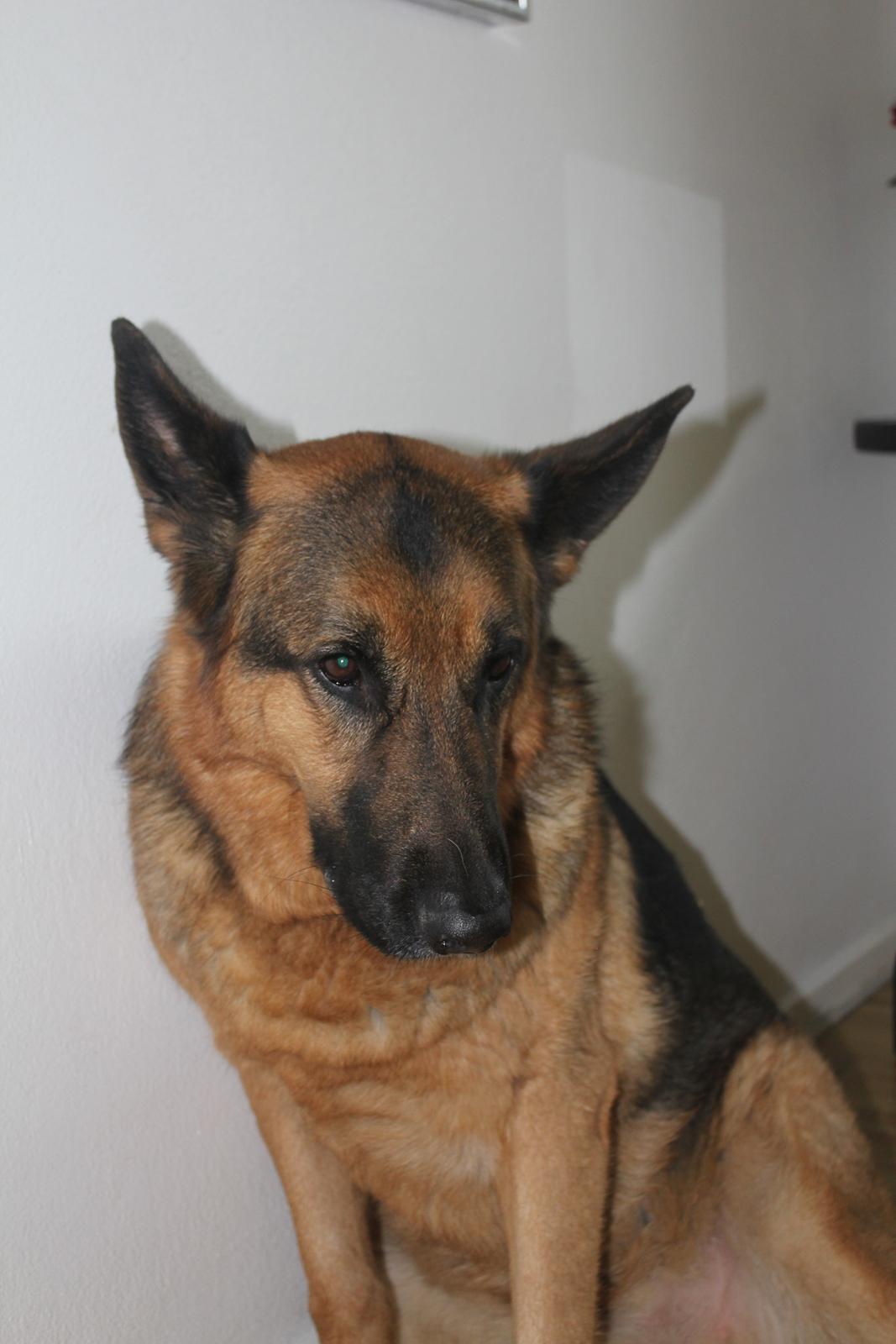 Schæferhund Argo - Billedet er taget med mine forældres kamera. billede 2