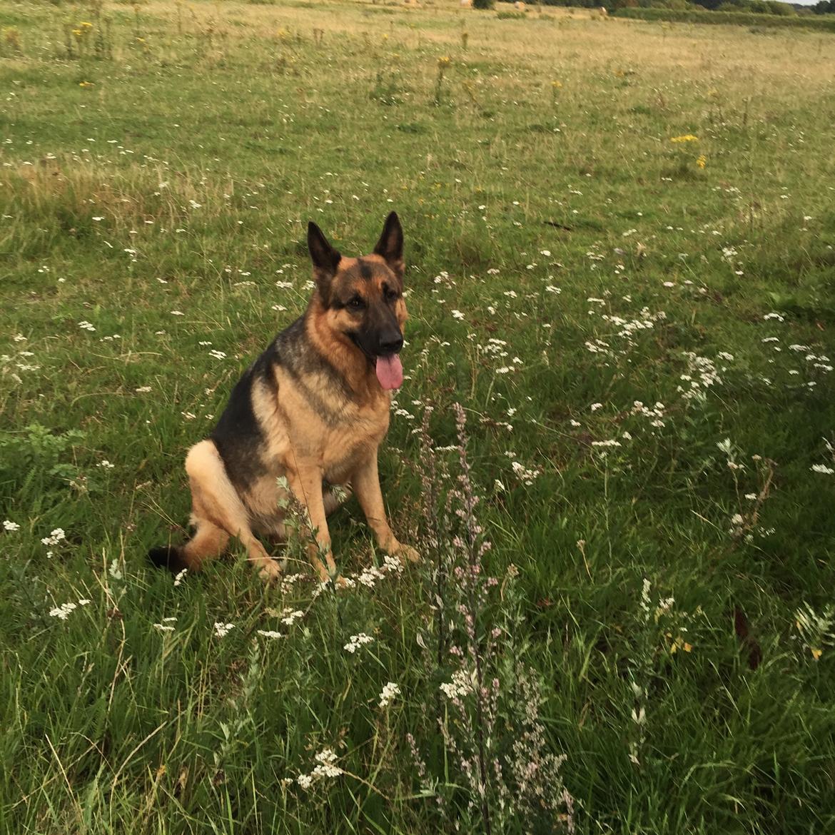 Schæferhund Argo - Velkommern til Argo's galleri! billede 1