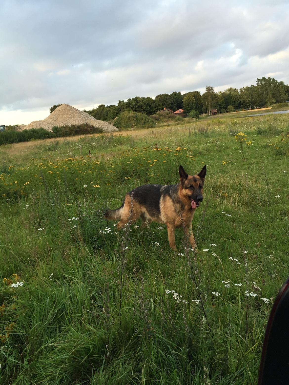 Schæferhund Argo billede 5