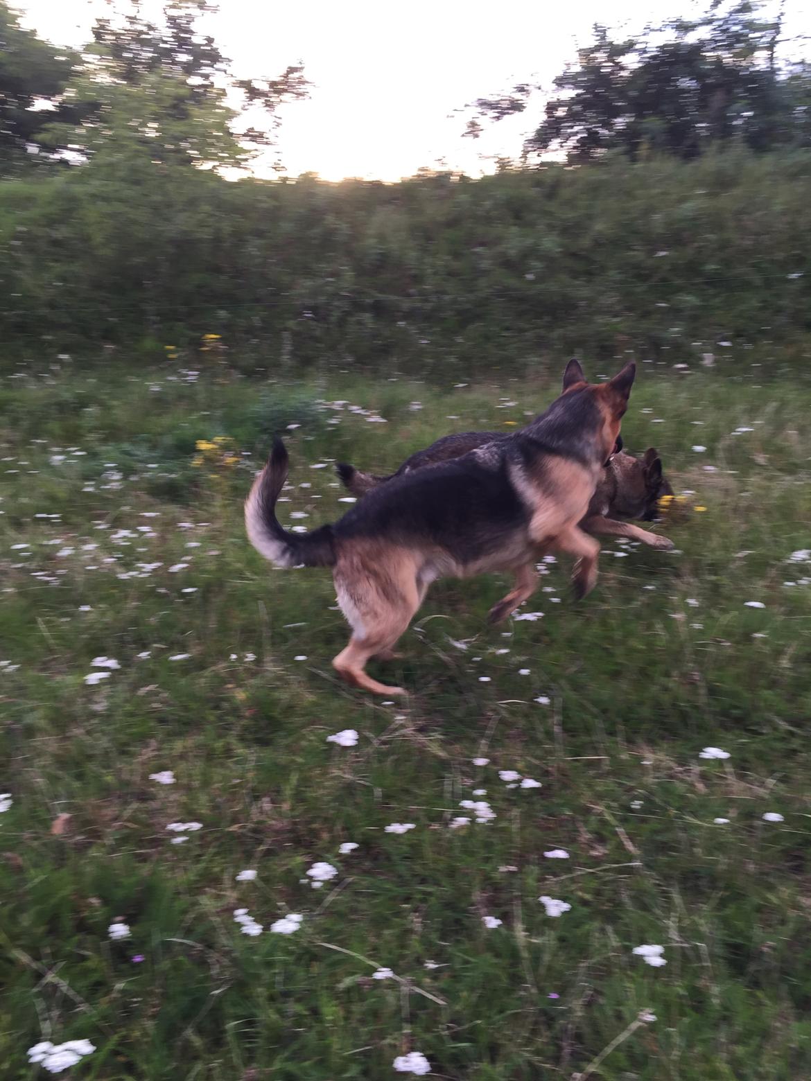 Schæferhund Argo - Argo leger! billede 7