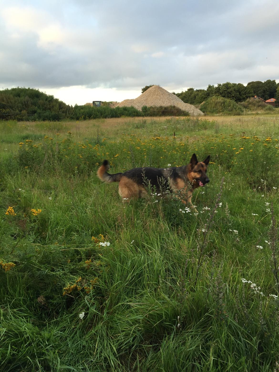Schæferhund Argo - <3 billede 3
