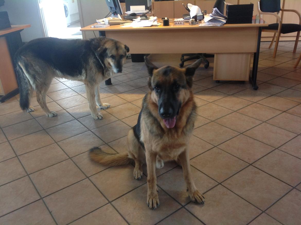 Schæferhund Argo billede 6